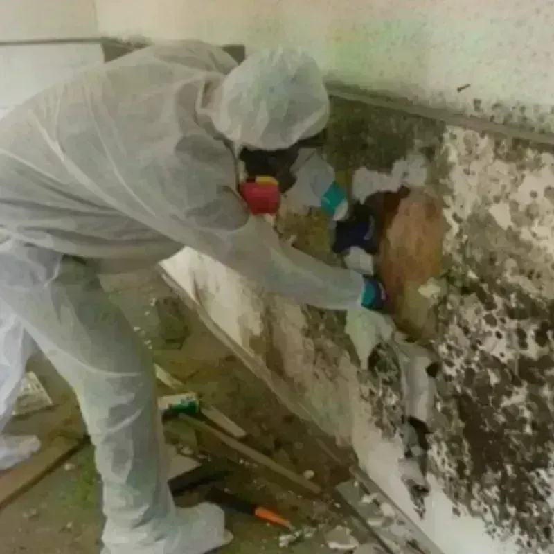 Mold Remediation and Removal in Carmel, IN